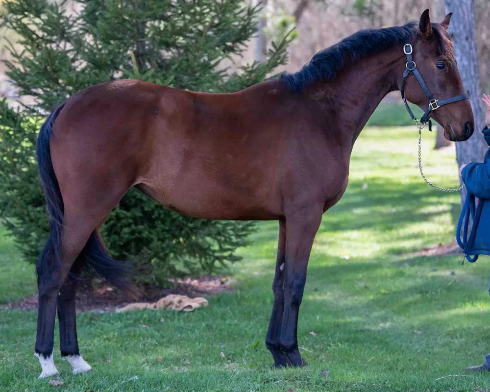 Rose 2022 Rhinelander | Warmblood Sales