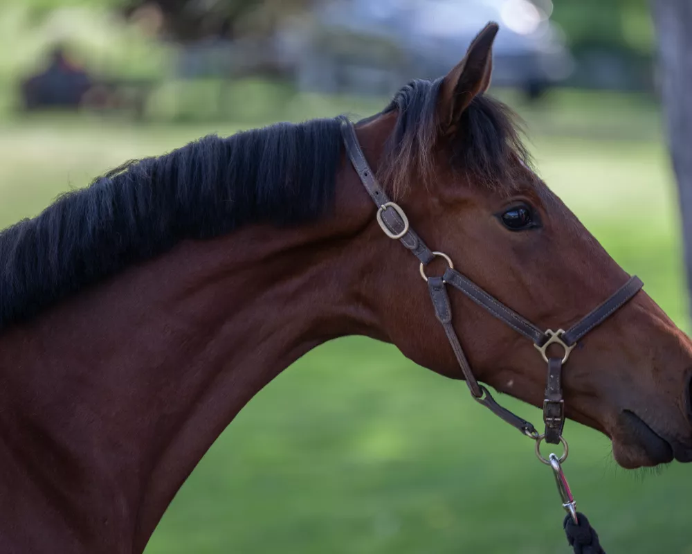 Rose 2022 Rhinelander | Warmblood Sales