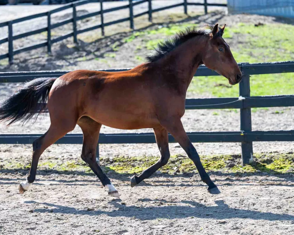 Rose 2022 Rhinelander | Warmblood Sales