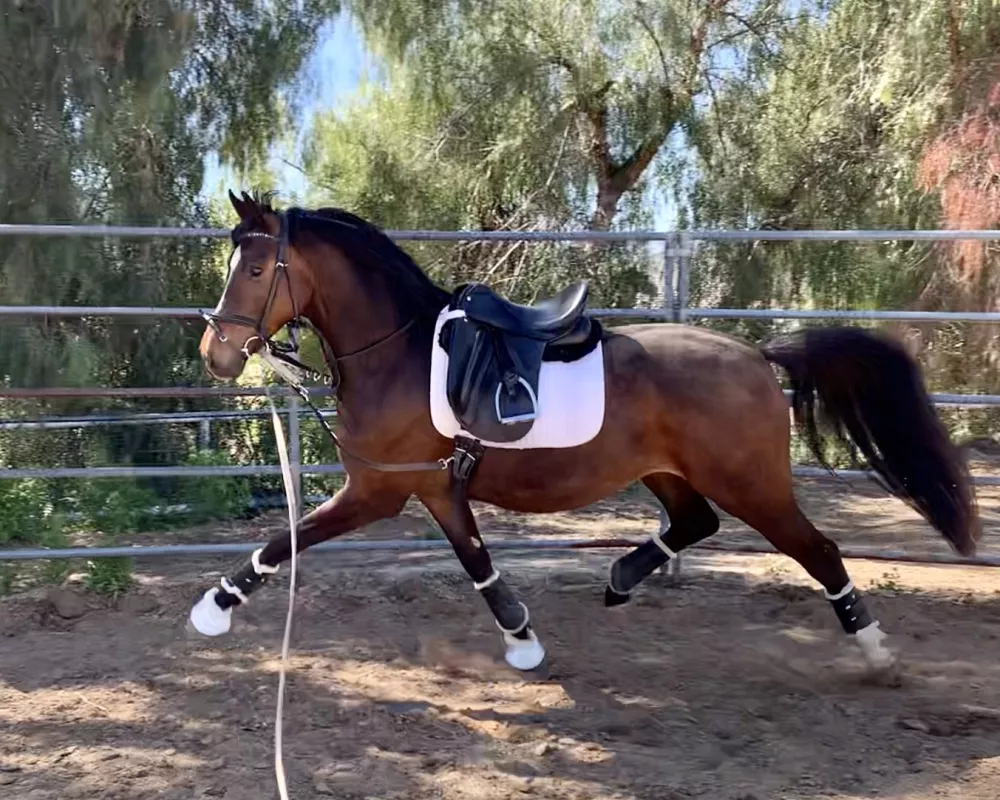 in lunge tacked up