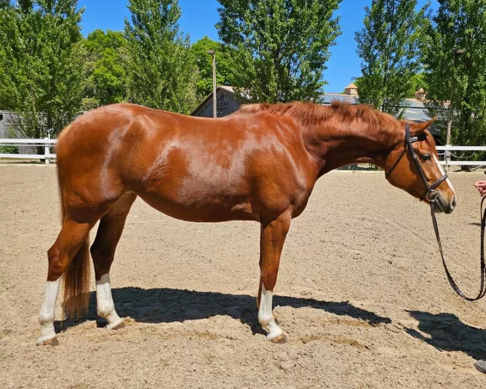 Flashy 3 year old filly--lightly backed by an AMATEUR rider and ready for her next adventure.