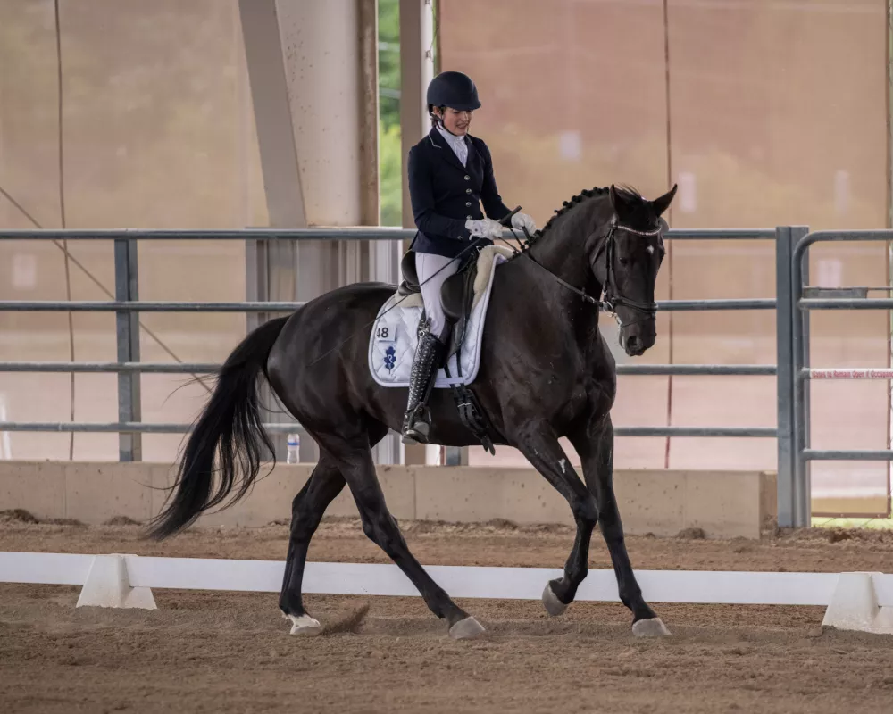 Secret Chanel: 4yo Secret x Farrington mare