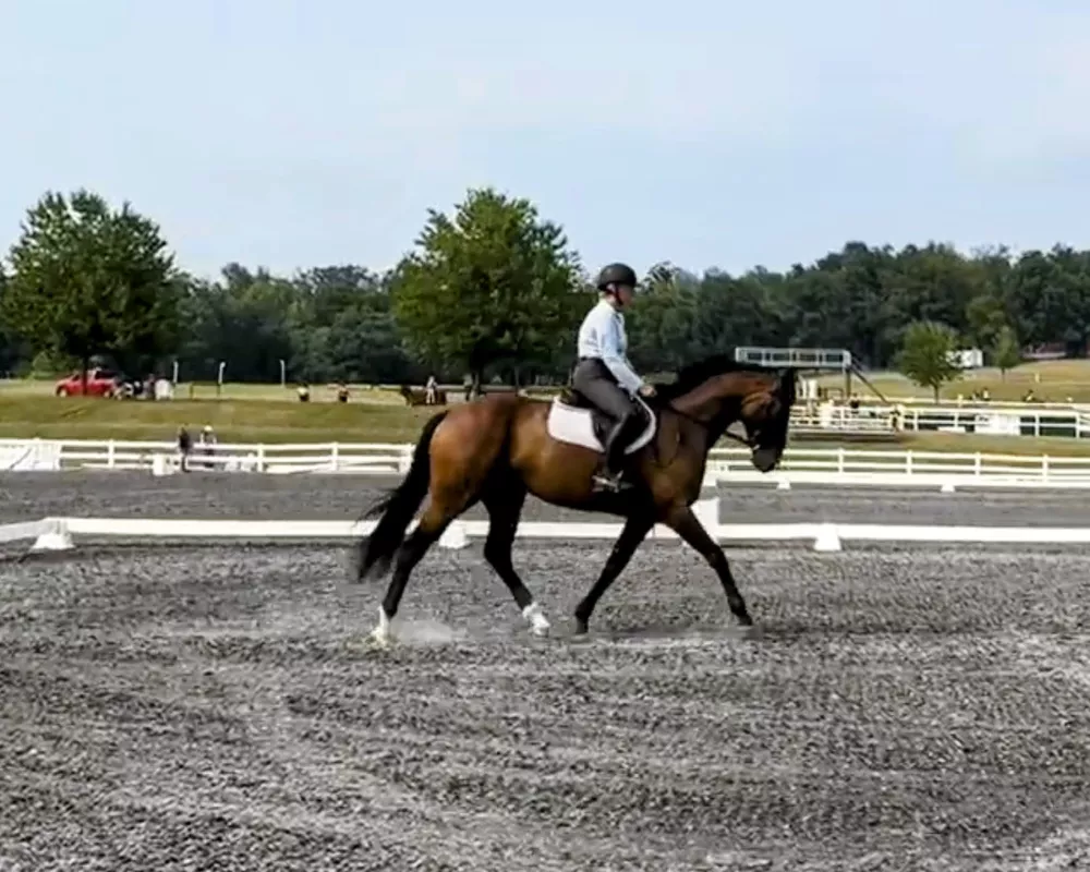 Hanz dressage 1