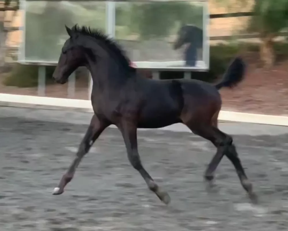 Braveheart as a weanling