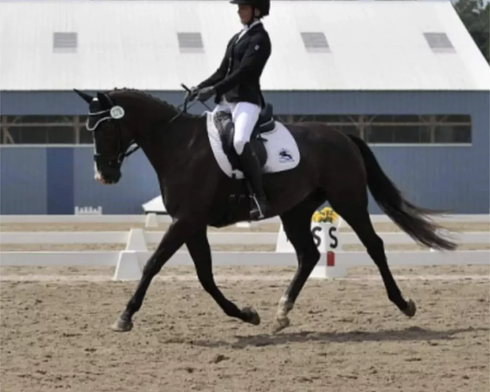 Magic dressage 1