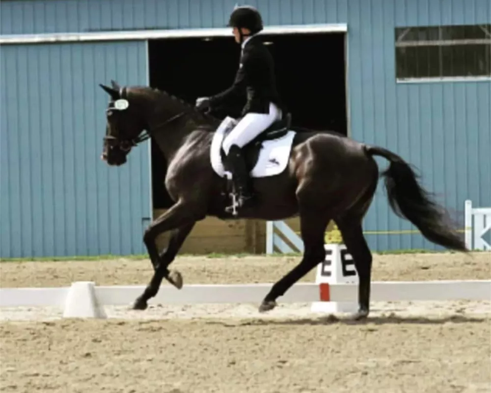 Magic dressage 2