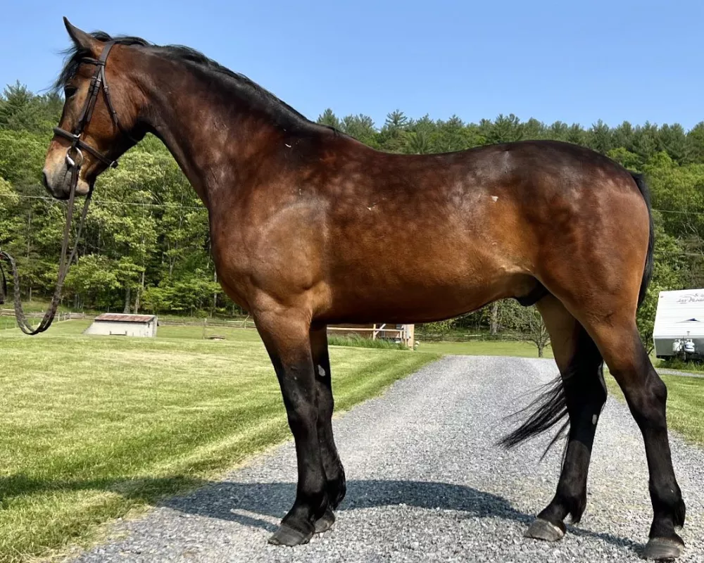 Registered 6 year old Friesian Sport Horse