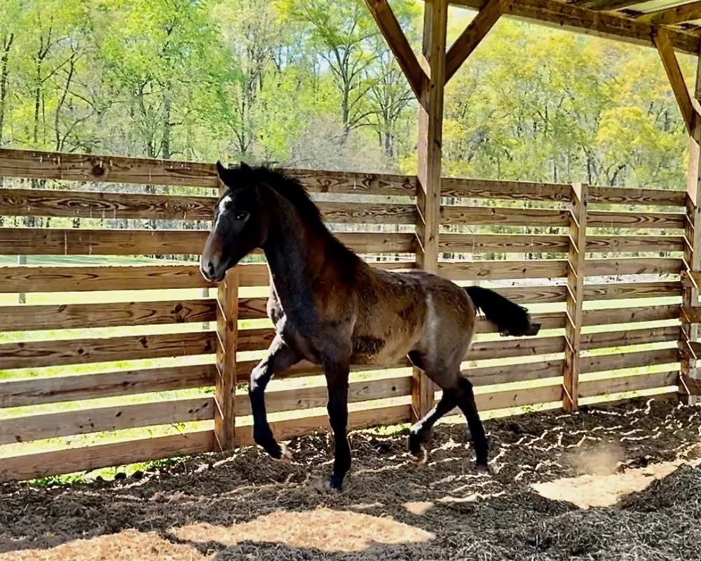 uphill natural gaits 