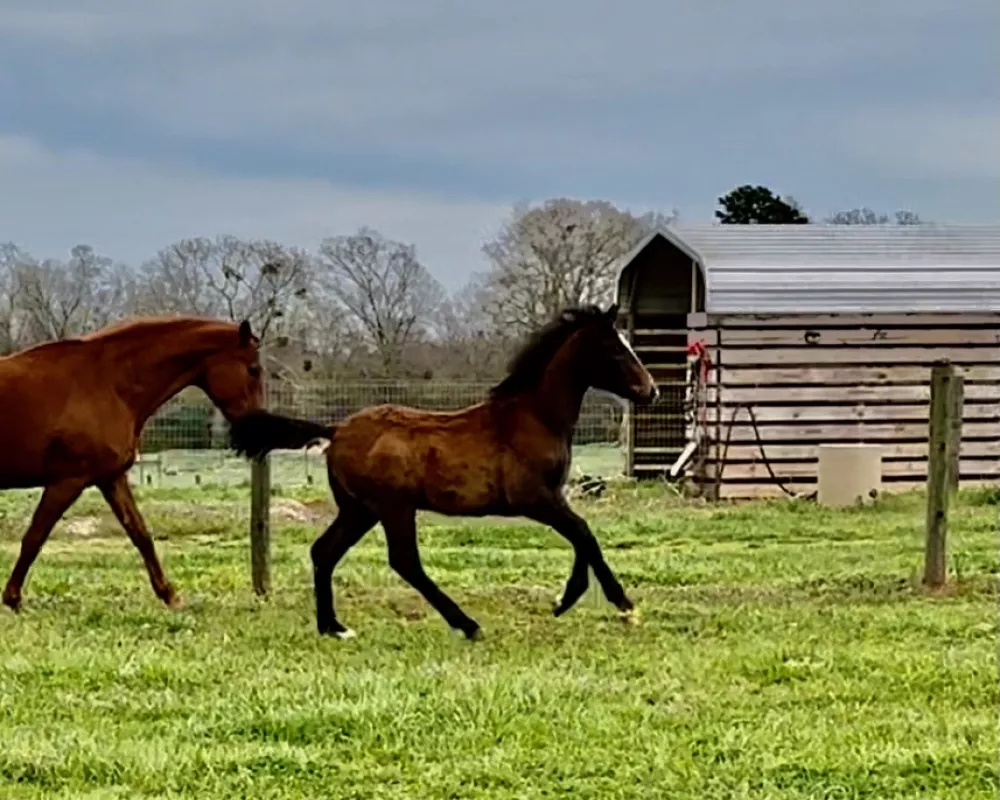 great canter strides with shoulder freedom 