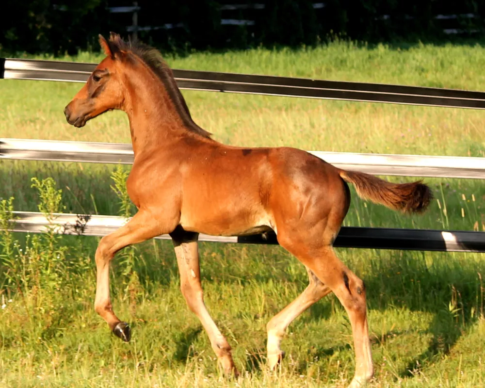 at pasture, trot, 10 weeks old