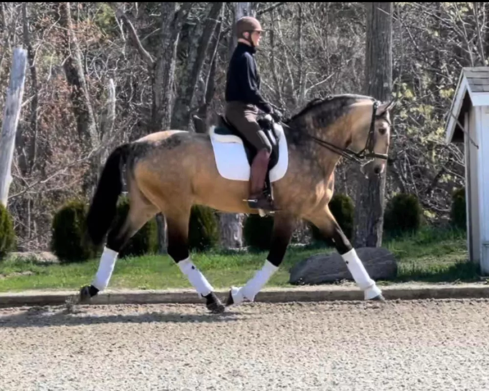 Lider Seven:  APSL recommended Lusitano stallion (****). Lider stands at 17'1hh and is known to pass on his positive qualities to his offspring,  including color, size, and competeitve elastic gaits. Lider crosses exceptionally well with warmbloods and other breeds. Above all, Lider's offsprings reflect his intelligent and outstanding disposition.