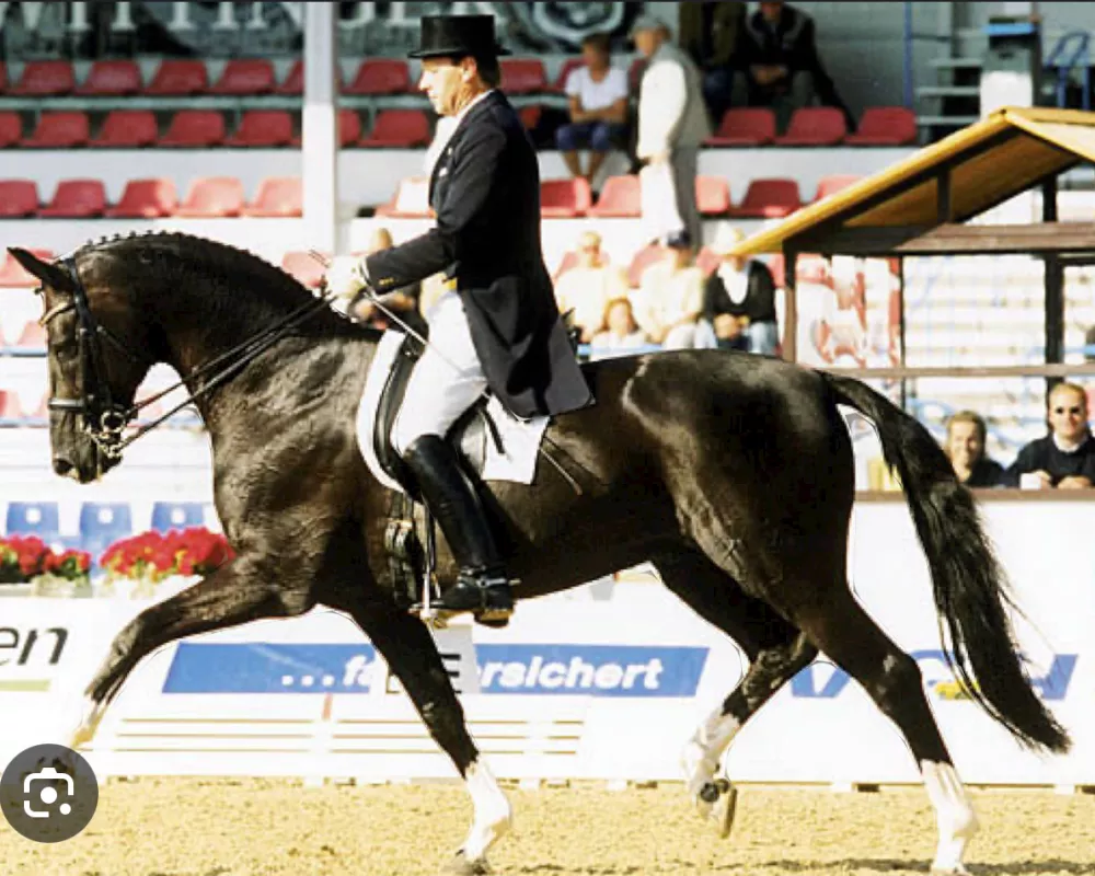 De Niro: In his career as a sire, De Niro has produced over 86 licensed sons, and his offspring are successful in the dressage arenas world wide. De Niro has proven himself through his own performance in the show ring and through his offspring's exceptional achievements