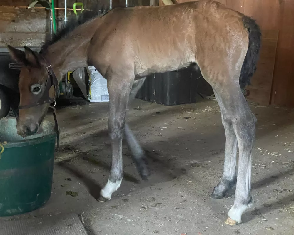 Irish Sport Horse filly foal 