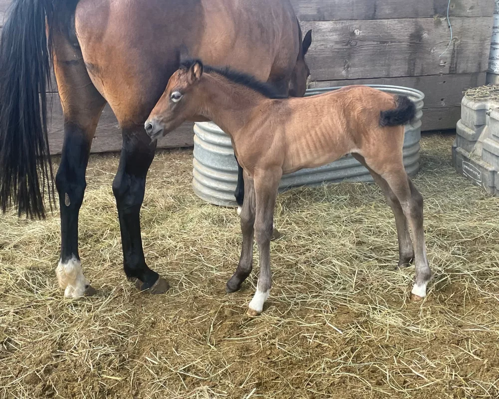 Irish Sport Horse filly foal 