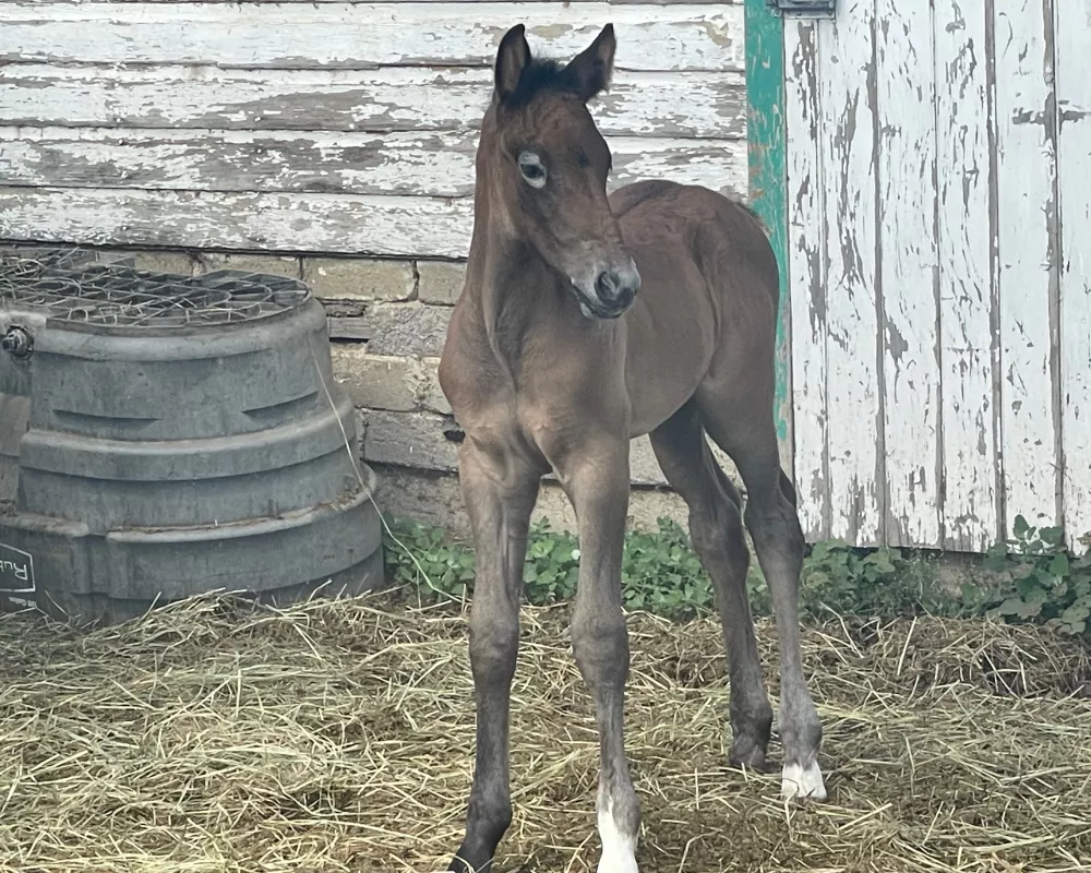 Irish Sport Horse filly foal 