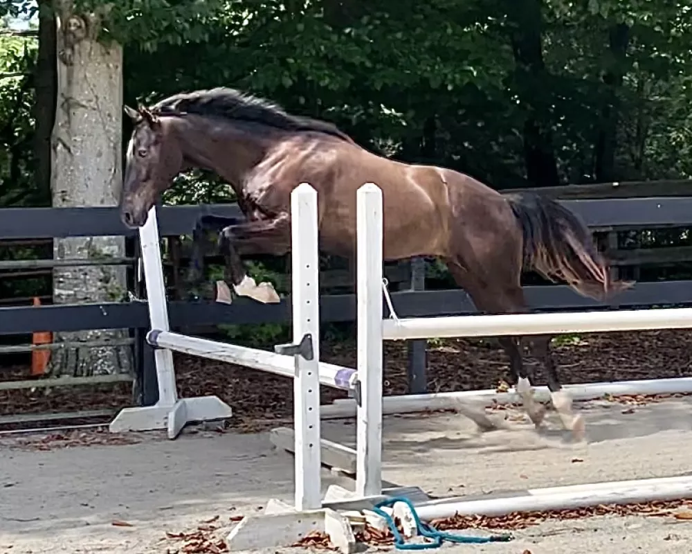 First jump chute experienced and he loved it!