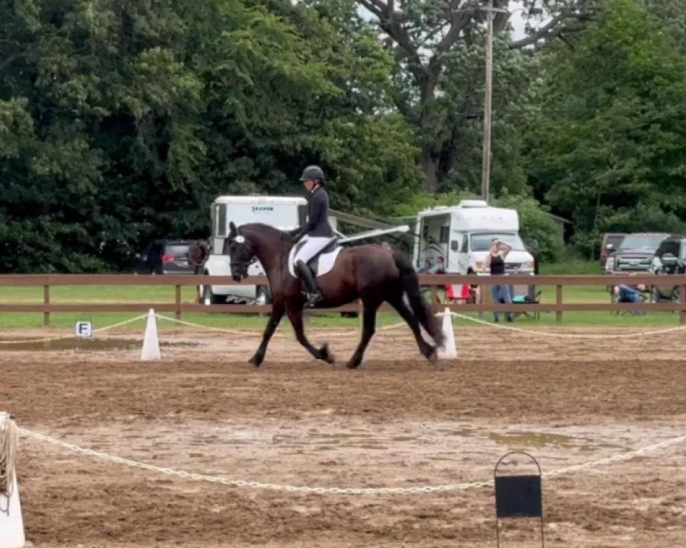 Jolene dressage show intro level