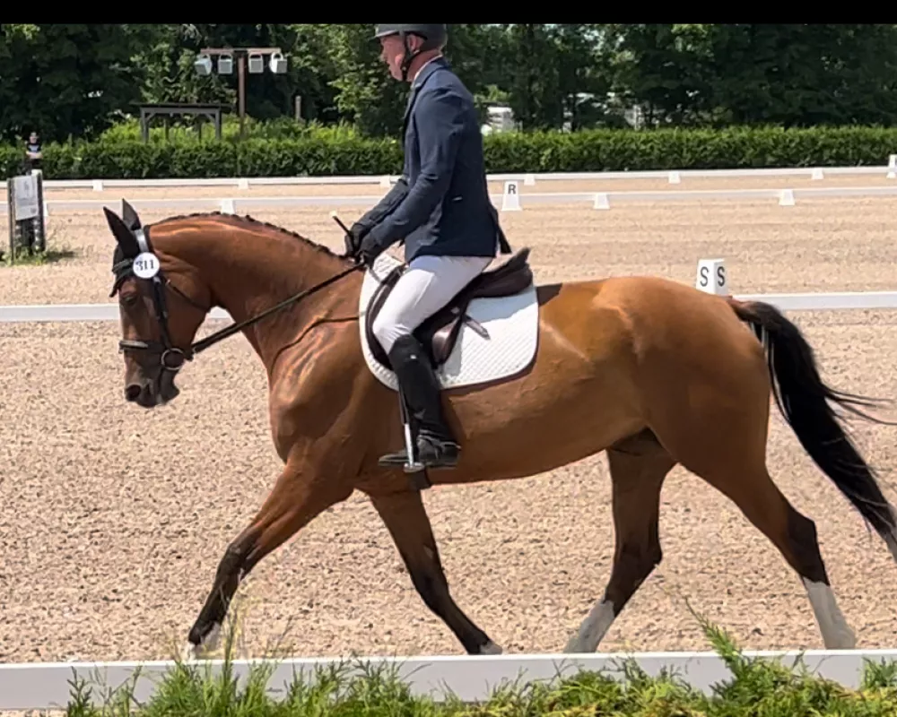 Showing first level dressage. 