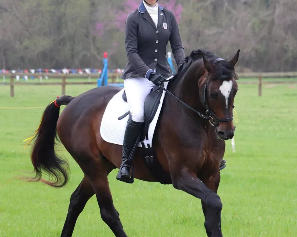 Barbarossa with Anna Pierce dressage at Meadow Creek