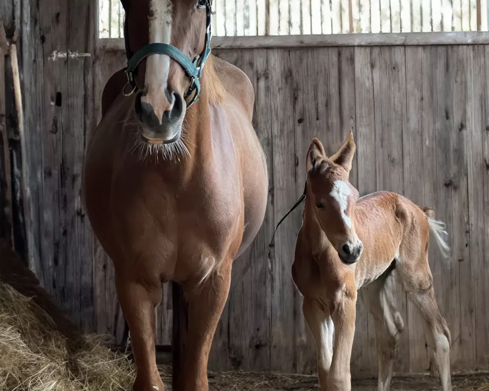 NeverEver with his momma Mrs. Jones2 days old