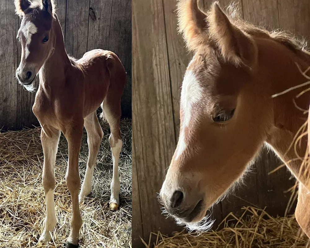 NeverEver head and body one week old