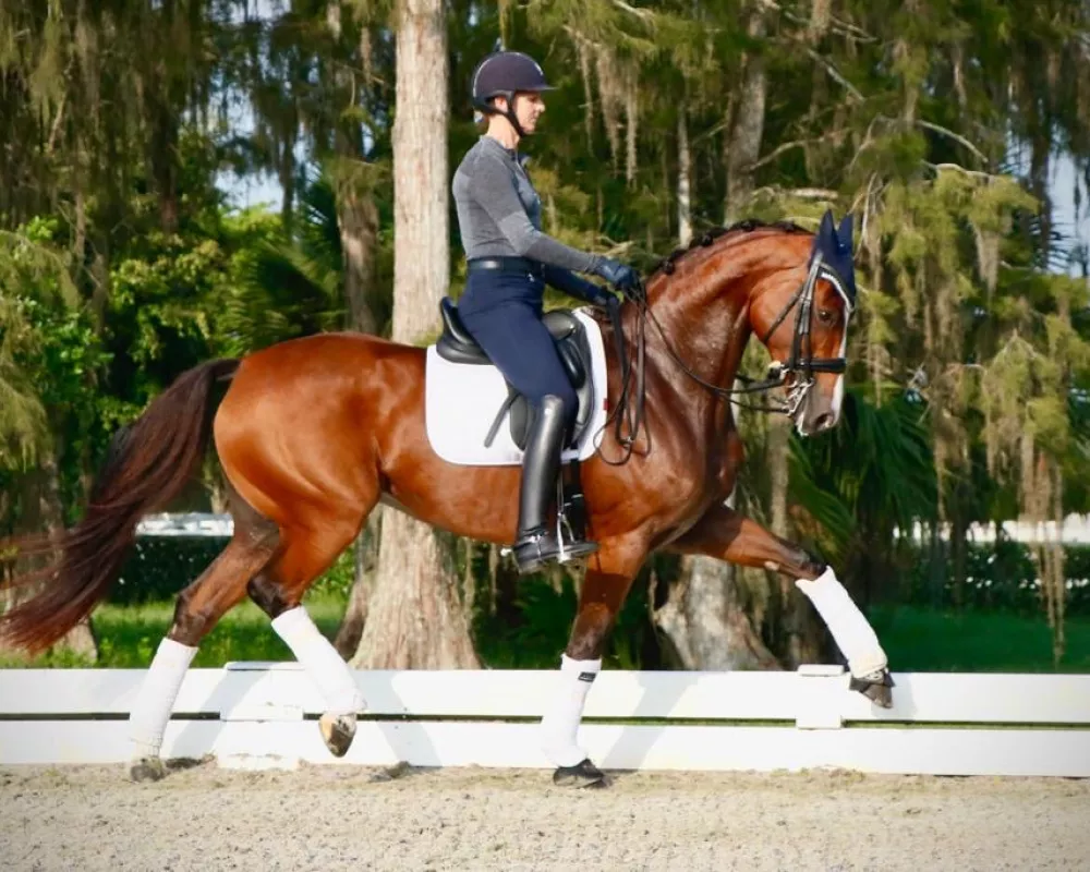 Parisiane:  (DeNiro/Loran) an amazingly talented mare that has competed through Intermediare 1 with Olympic dressage rider Heather Blitz.  Paris has passed her look, movement and exceptional gates on to her offspring.