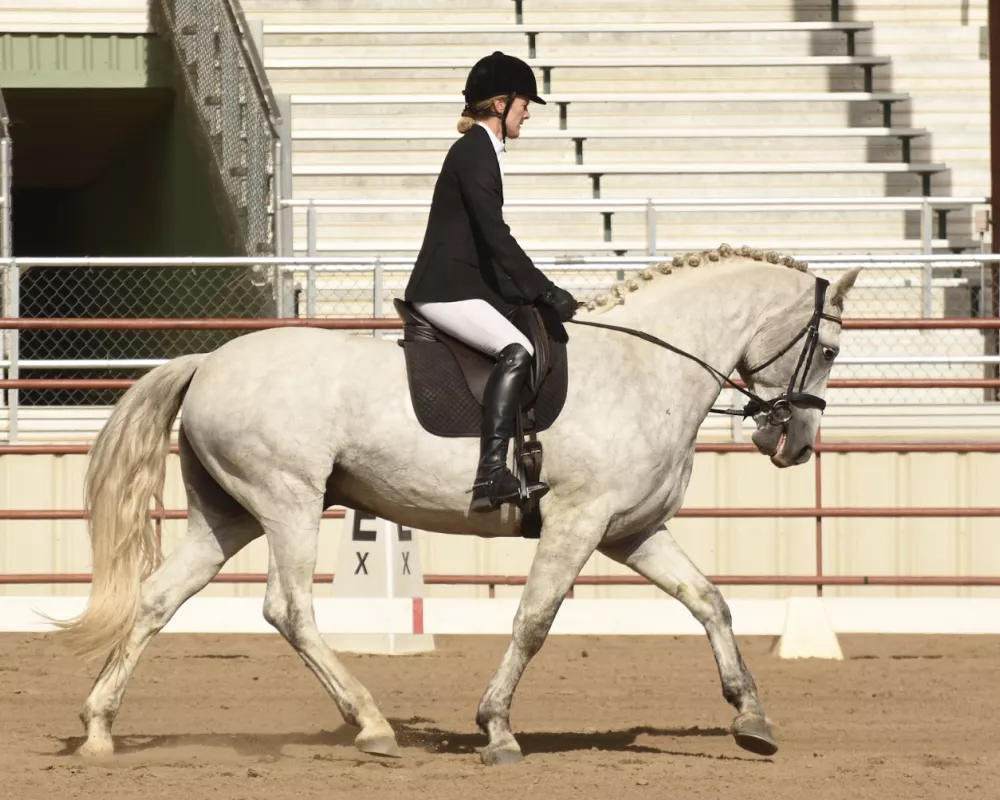 Farraway Quicksilver Irish Draught stallion 