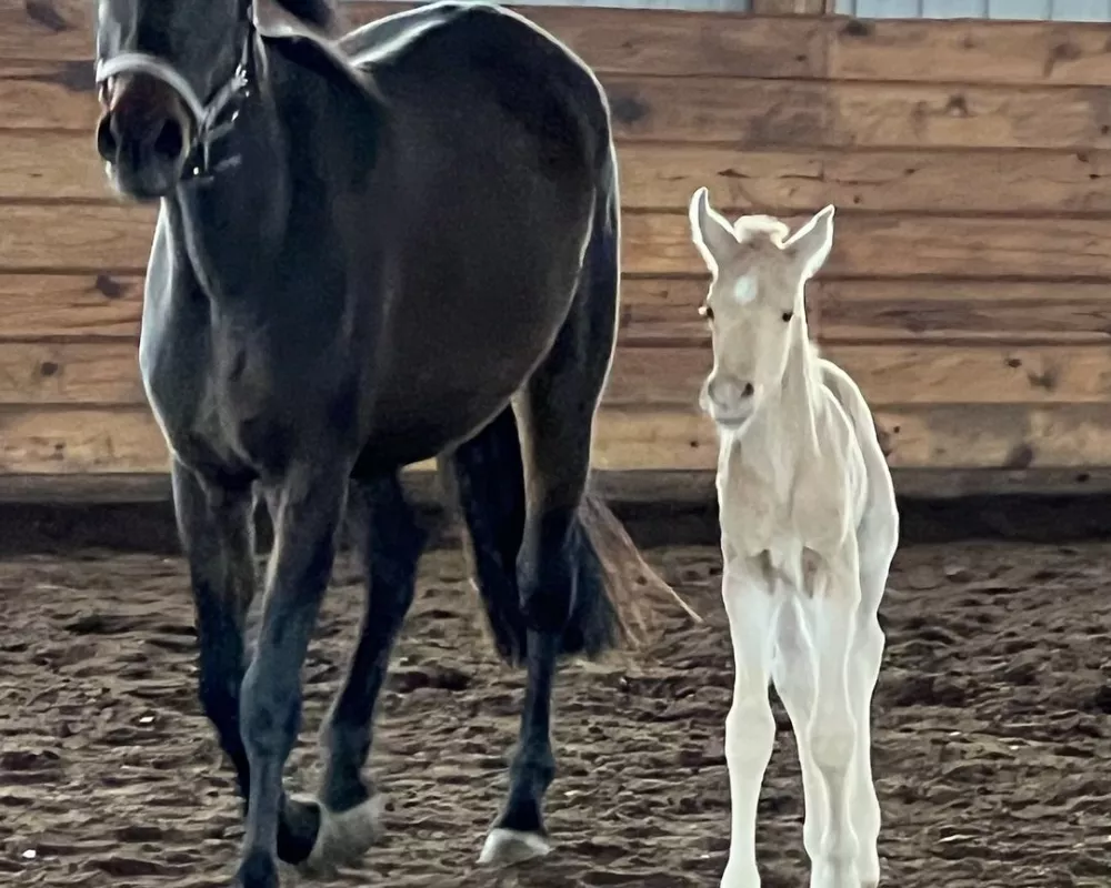 Gershwin 1 week old with his dam Viva