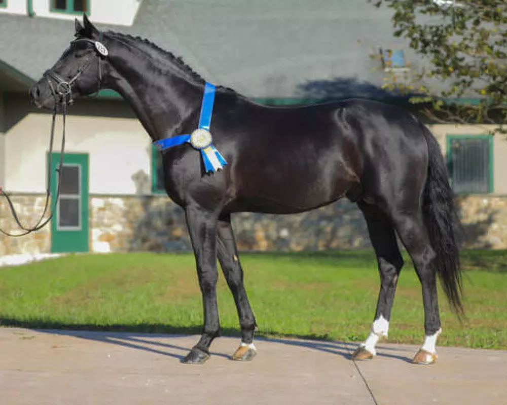Ribaldi, Rhiella's sire