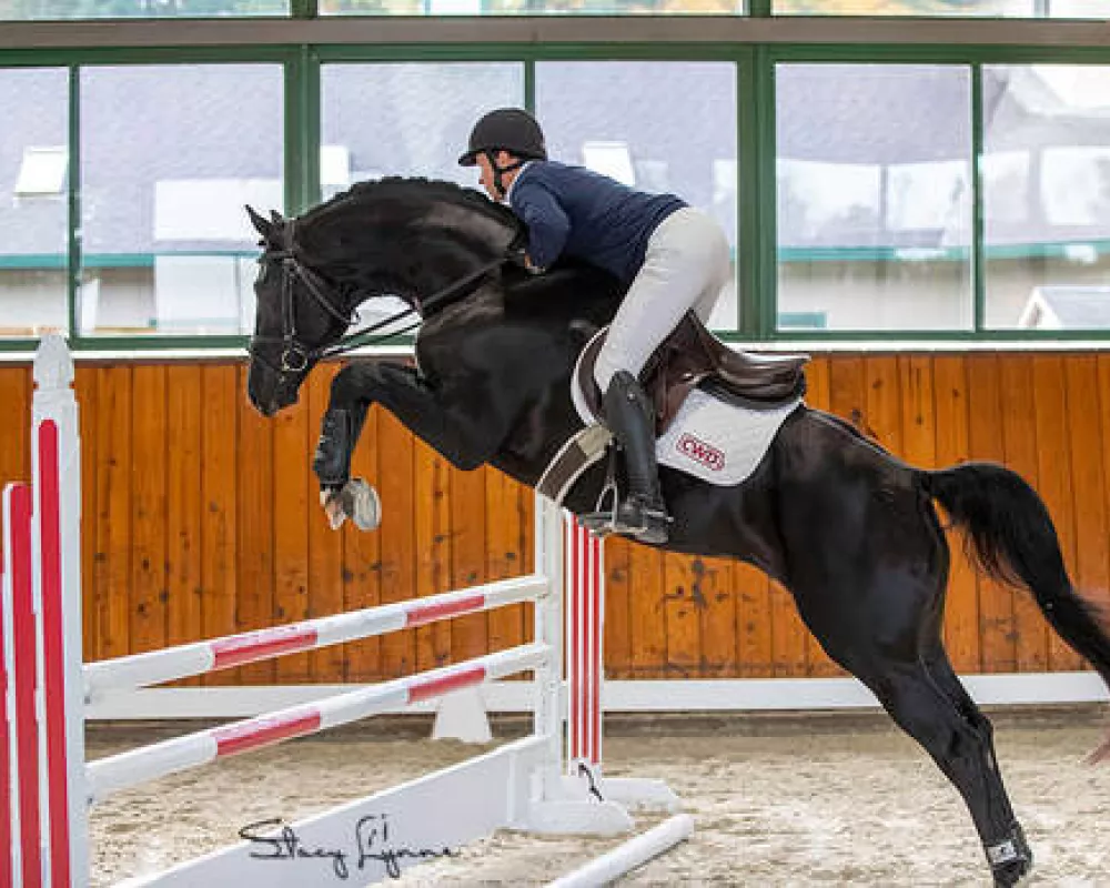 Ribaldi, Rhiella's sire at his stallion testing