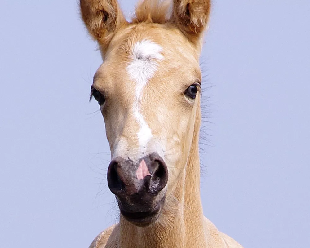 Ryker head shot foal