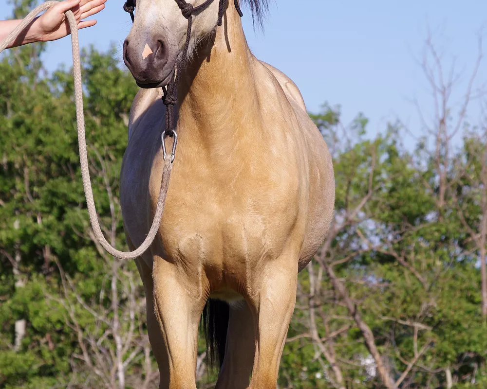 Ryker front view