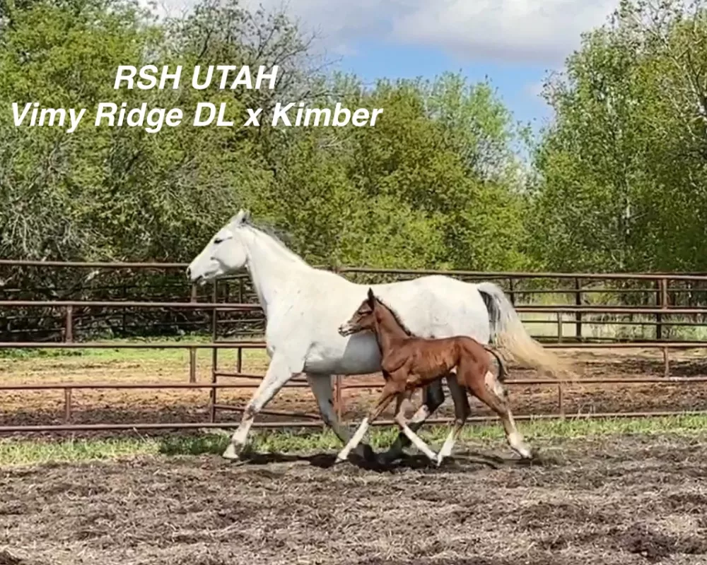 RSH Utah: 2024 Reg. CSHA filly Sire- Vimy Ridge D.L. x Kimber 