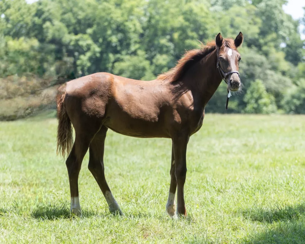 Nugget by Nick of Diamond (Toto Jr. X Johnson)