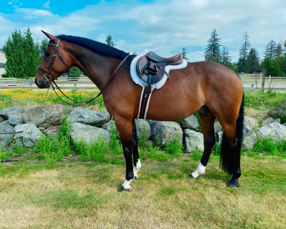 Hunter Gelding for Sale