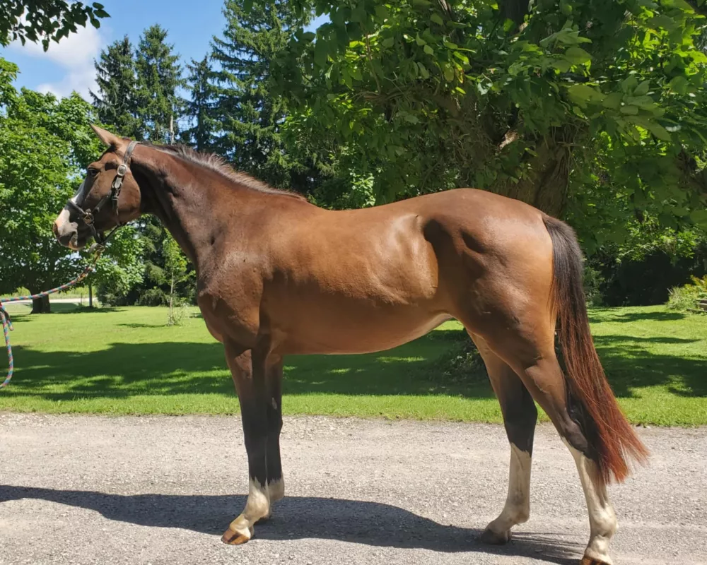 Belladonna Balou EEF (Beau Balou X Landkönig)