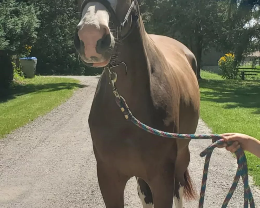 Belladonna Balou EEF (Beau Balou X Landkönig)