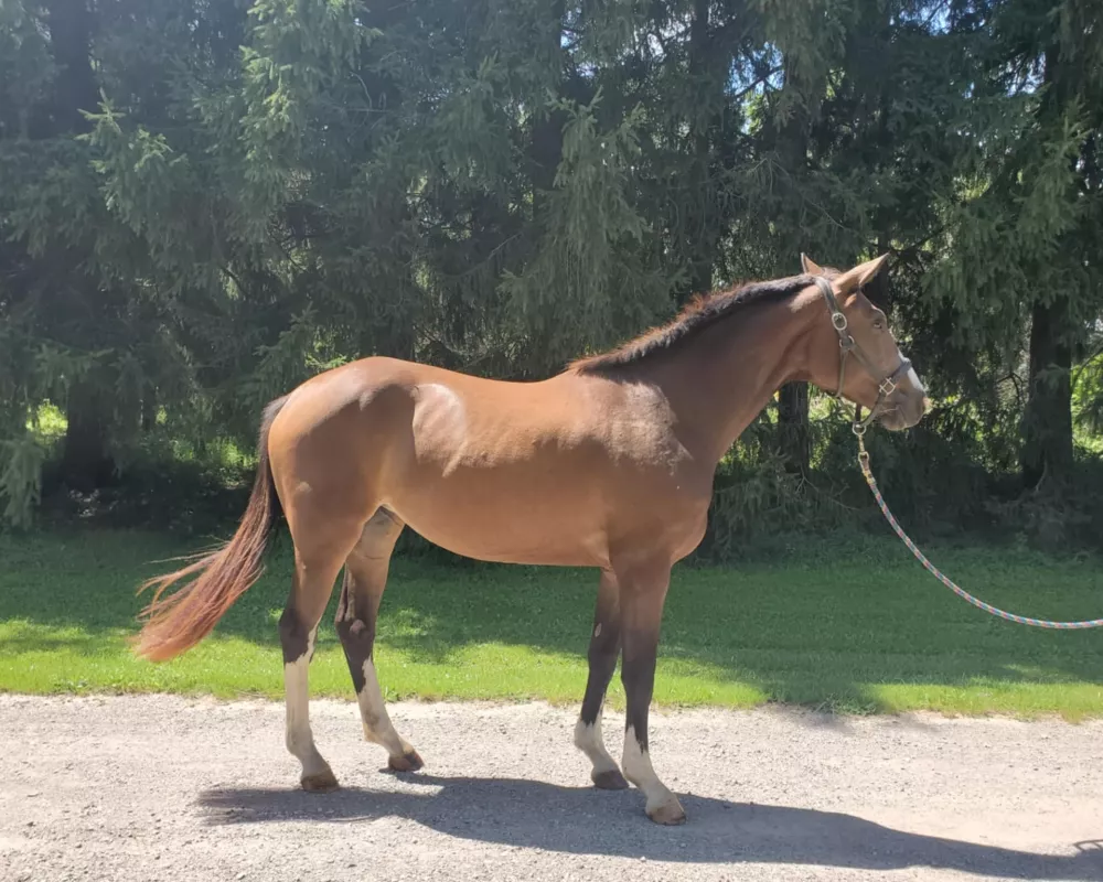 Belladonna Balou EEF (Beau Balou X Landkönig)