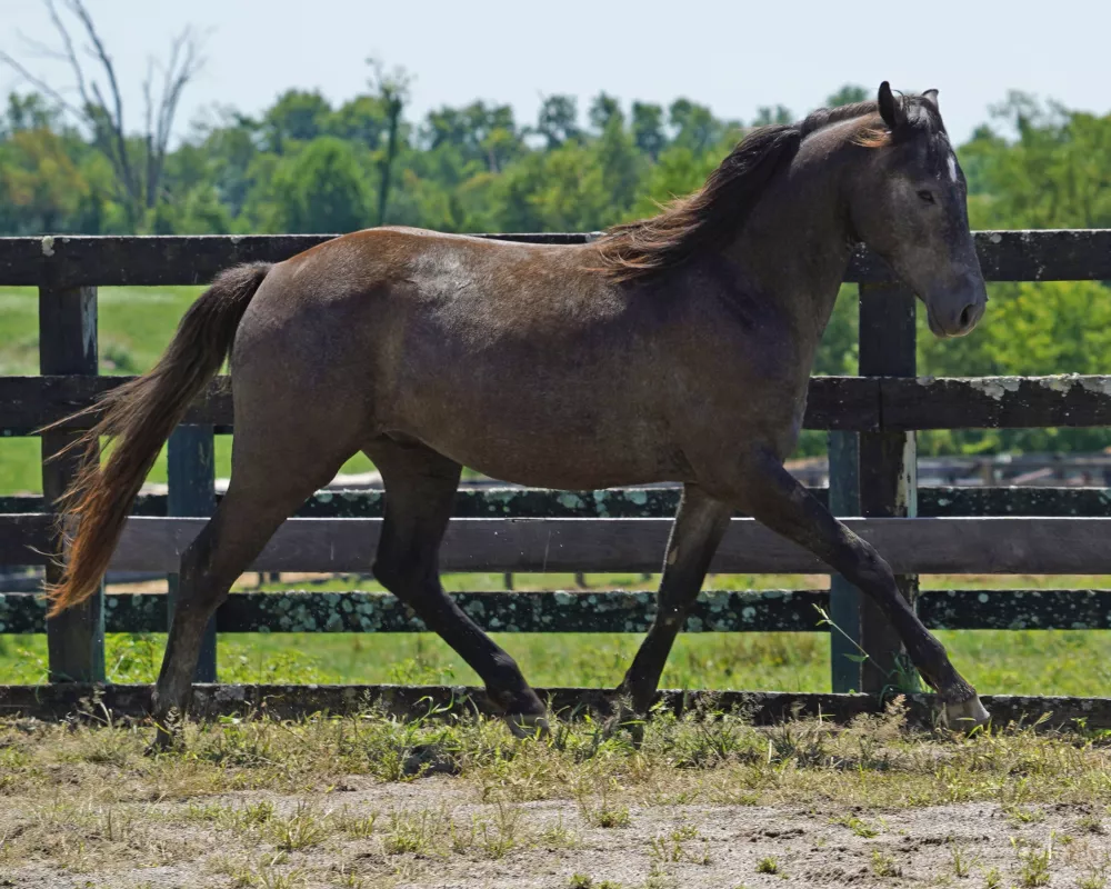 Cerulean Mick Swagger, IDSH gelding, 2022