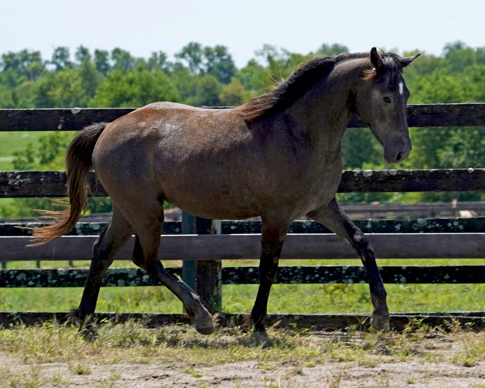 Cerulean Mick Swagger, IDSH gelding, 2022