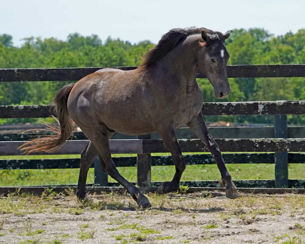 Cerulean Mick Swagger, IDSH gelding, 2022