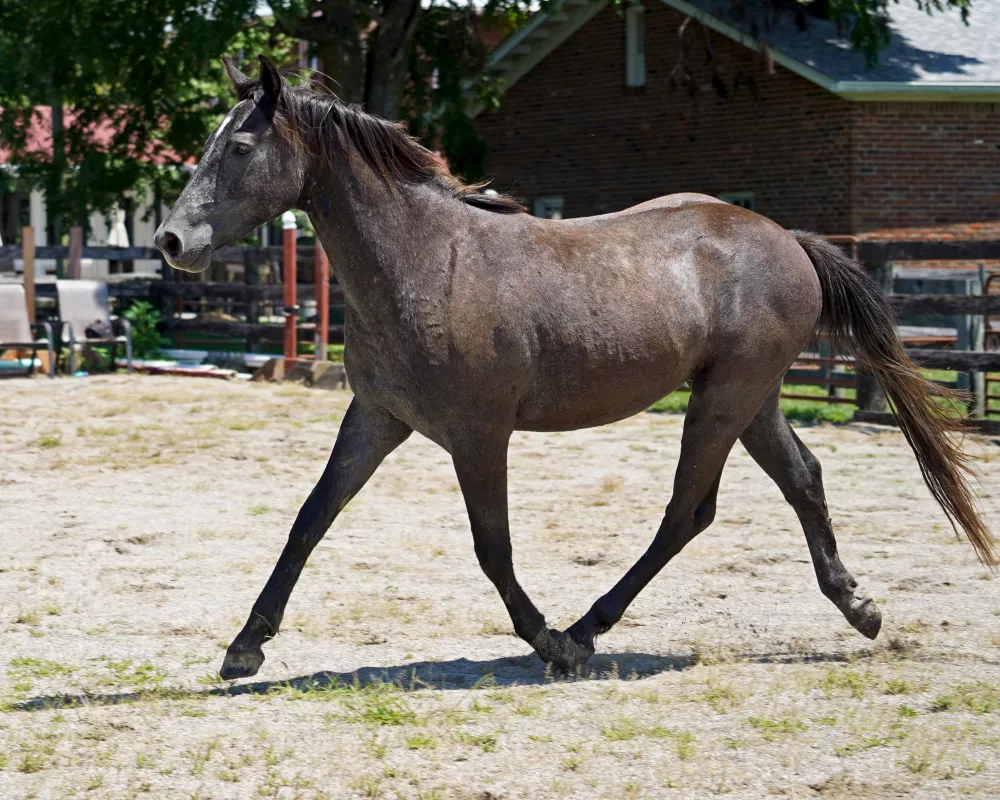 Cerulean Mick Swagger, IDSH gelding, 2022