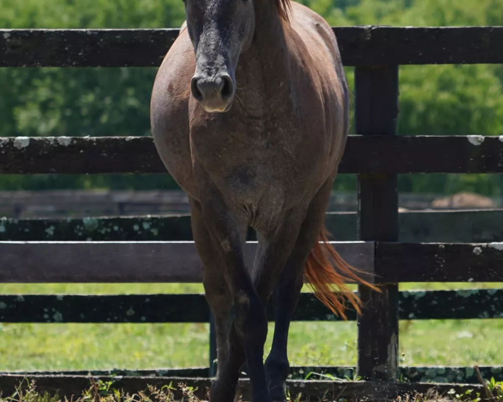 Cerulean Mick Swagger, IDSH gelding, 2022