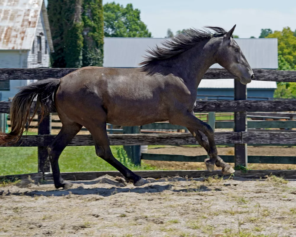 Cerulean Designer Pearls Purebred Irish Draught Filly, 2022