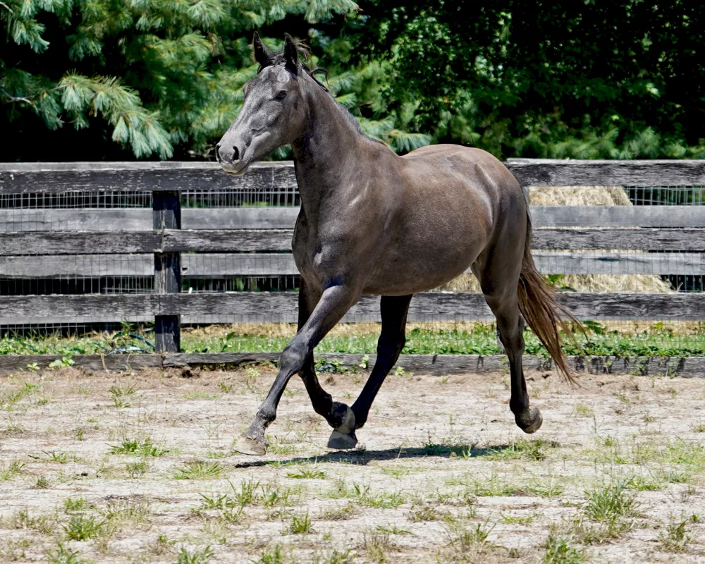 Cerulean Designer Pearls Purebred Irish Draught Filly, 2022