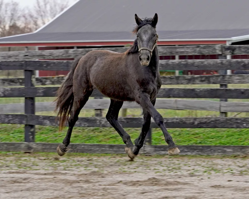 Cerulean Designer Pearls Purebred Irish Draught Filly, 2022