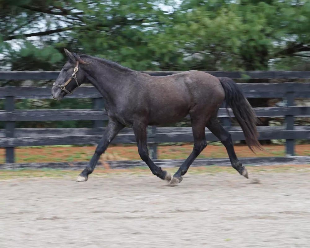 Cerulean Designer Pearls Purebred Irish Draught Filly, 2022