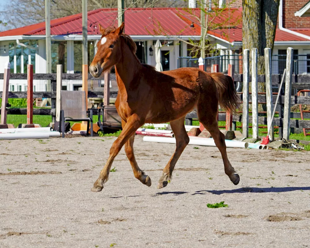 Cerulean Frankly Scarlett, Purebred ID Filly, 2023