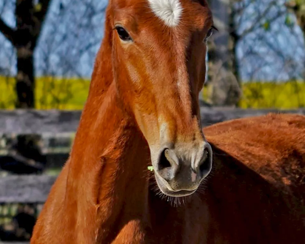 Cerulean Frankly Scarlett, Purebred ID Filly, 2023