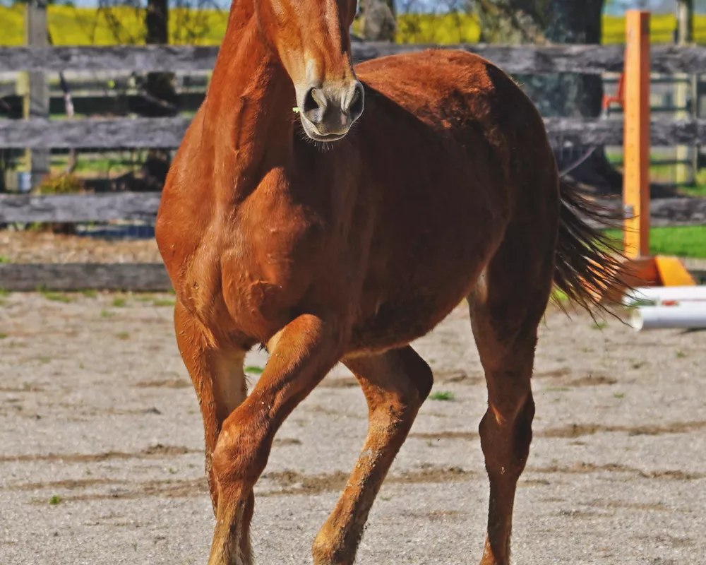 Cerulean Frankly Scarlett, Purebred ID Filly, 2023